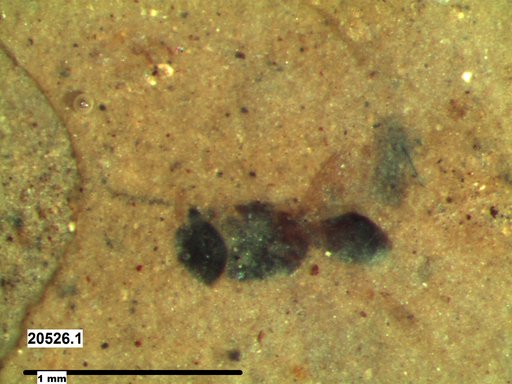 Platygastridae