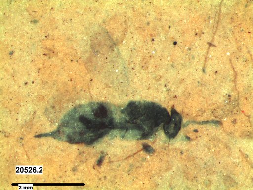 Genus sp