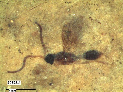 Diapriidae