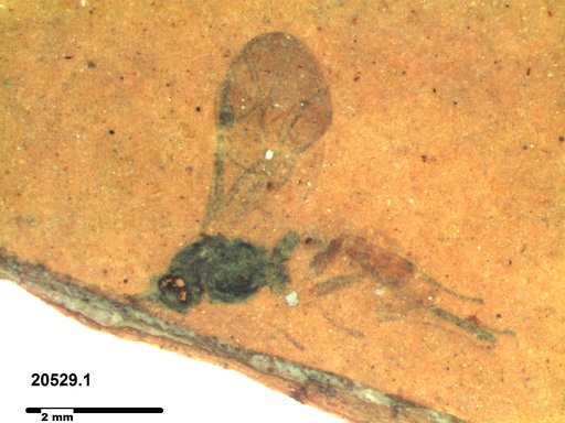 Ichneumonidae