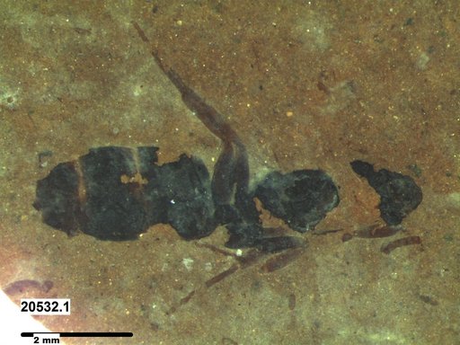 Formicidae