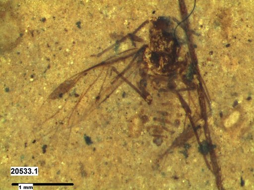 Aphididae