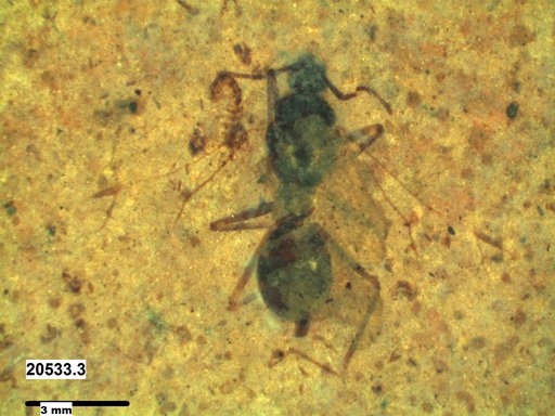 Formicidae