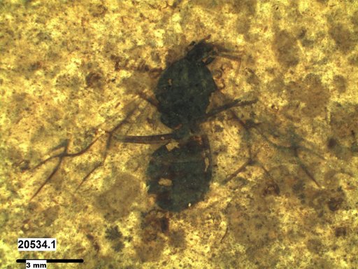 Formicidae