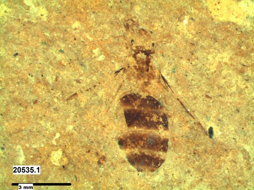 Formicidae