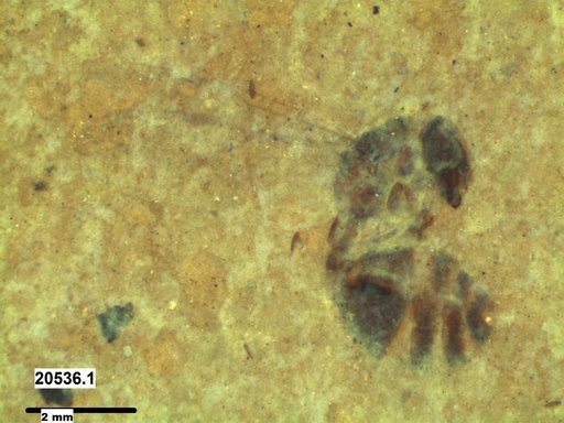 Formicidae