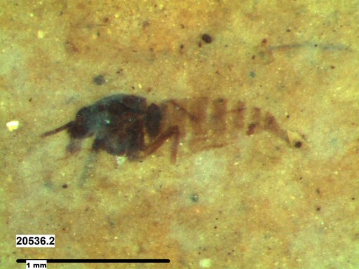 Diptera