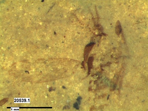 Chaoboridae