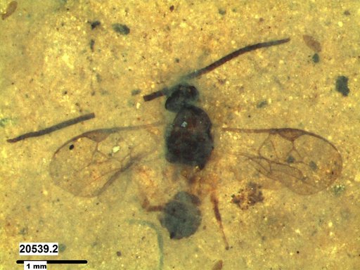 Braconidae