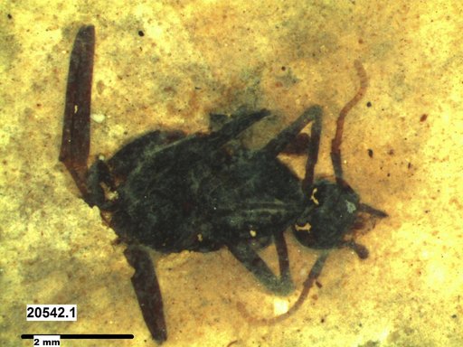 Formicidae