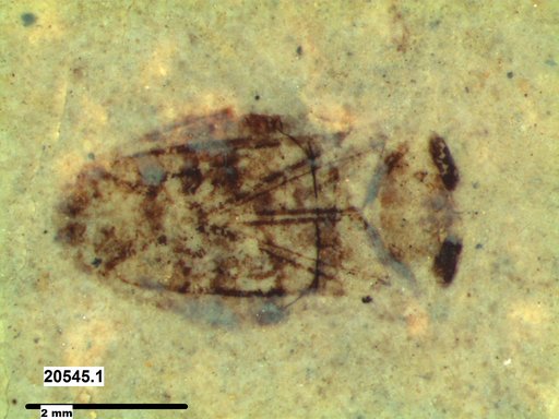 Corixidae
