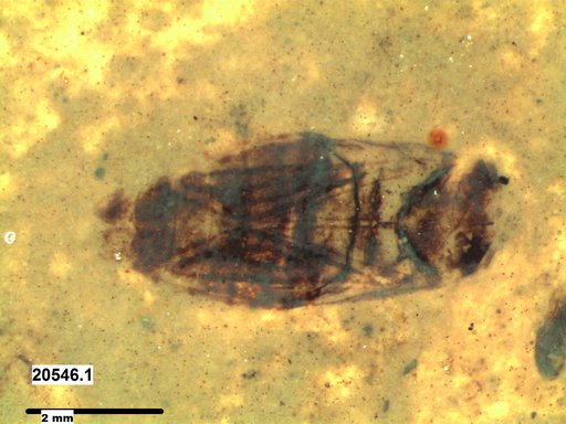 Corixidae
