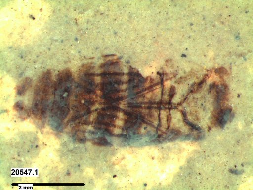Corixidae
