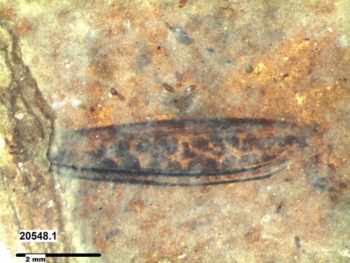 Genus sp