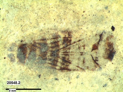 Corixidae
