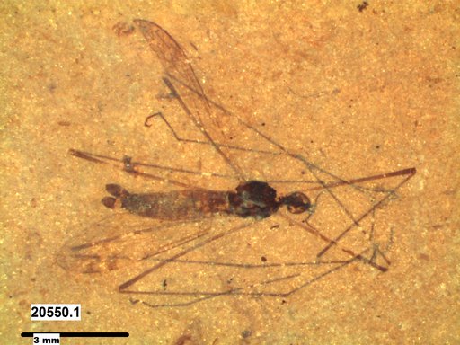 Diptera
