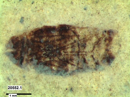 Corixidae