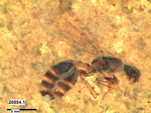 Formicidae