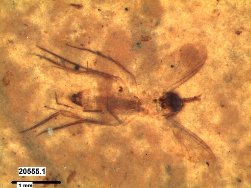 Mycetophilidae