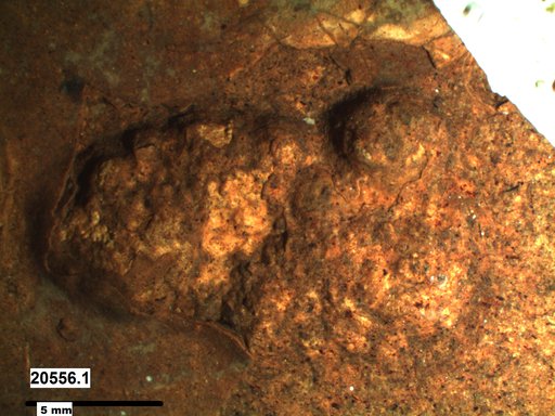 Genus sp