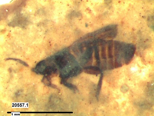 Genus sp