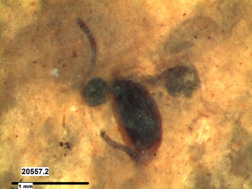 Platygastridae