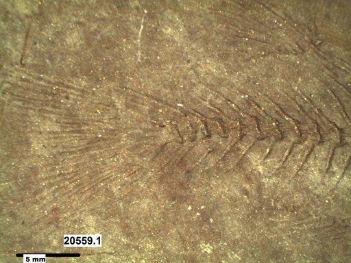 Genus sp