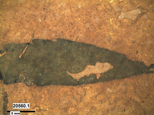 Tracheophyta