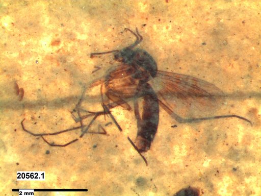 Mycetophilidae