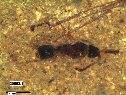 Diapriidae