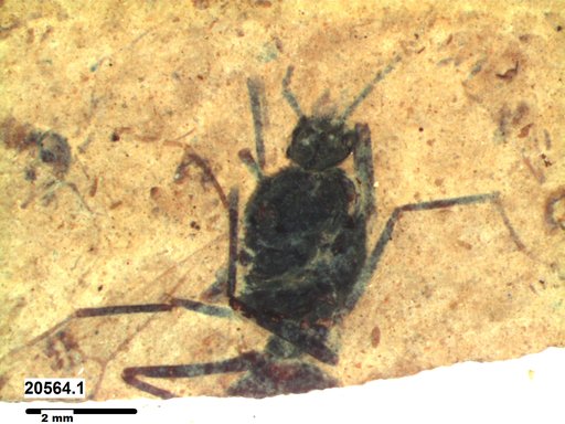Formicidae