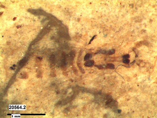 Chaoboridae