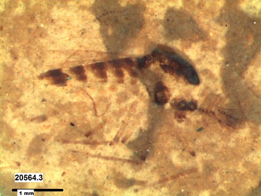 Chaoboridae
