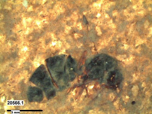Formicidae