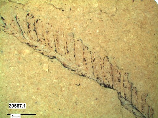 Tracheophyta