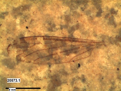 Diptera