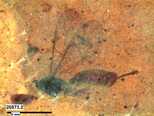 Ichneumonidae