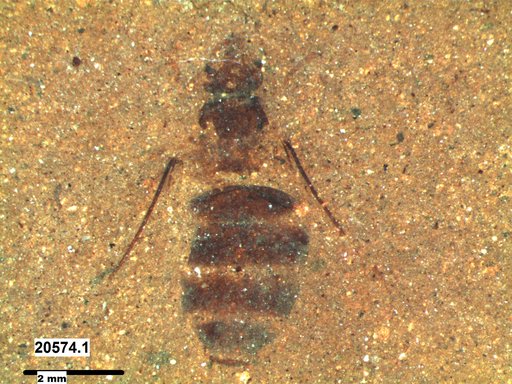 Formicidae