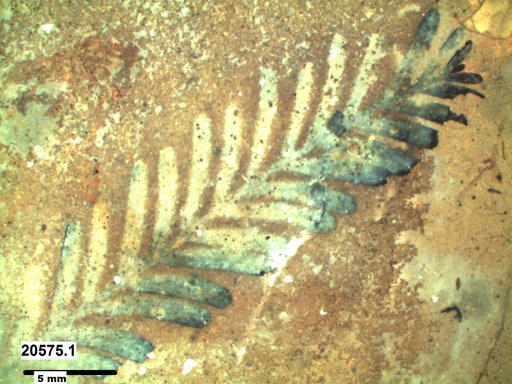 Tracheophyta