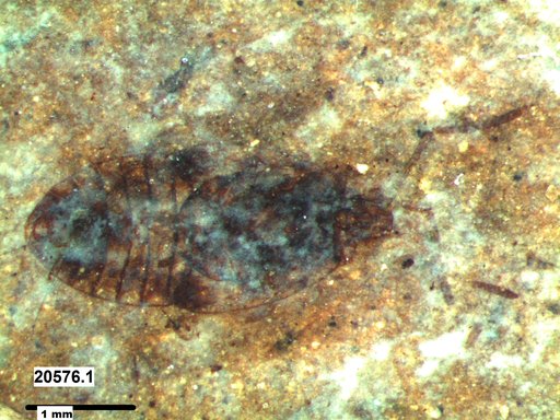 Genus sp