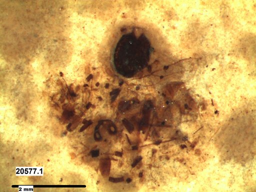 Genus sp