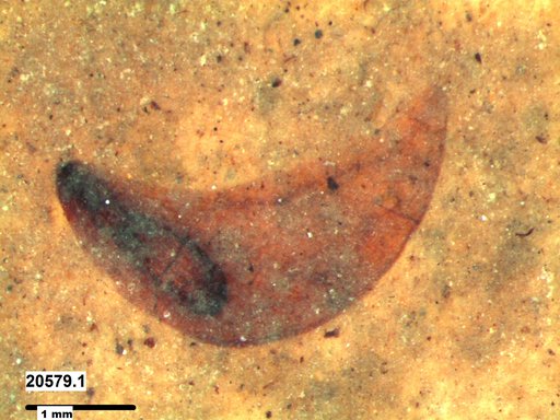Tracheophyta