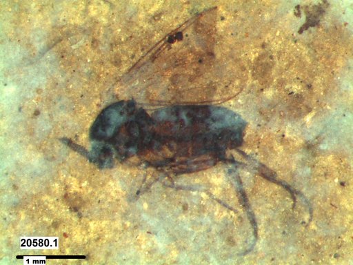 Diptera