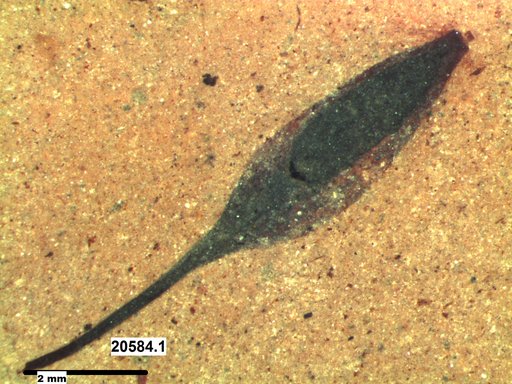 Tracheophyta