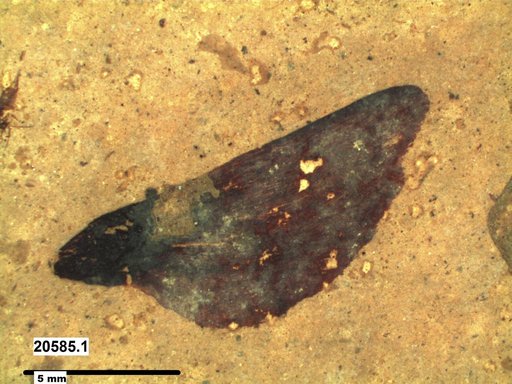 Tracheophyta