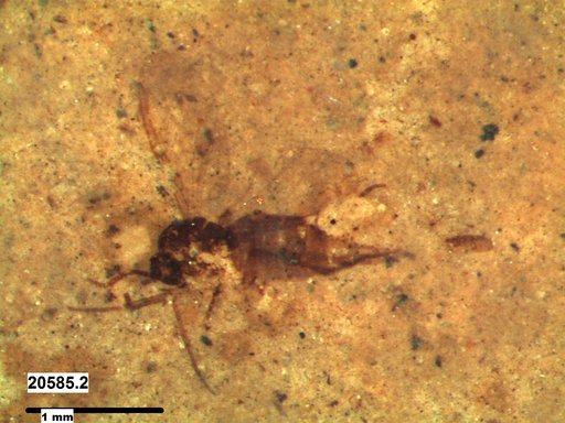 Diptera