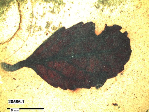 Tracheophyta