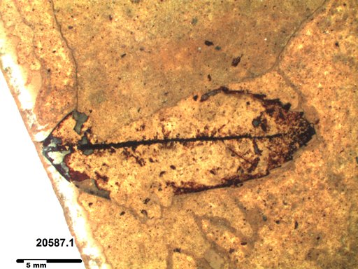 Tracheophyta