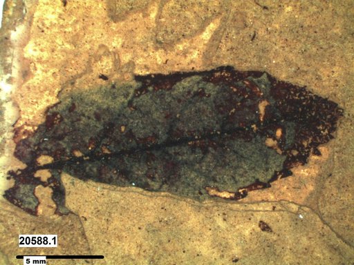 Tracheophyta