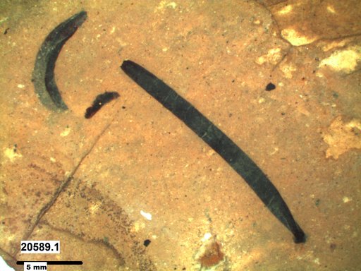 Tracheophyta